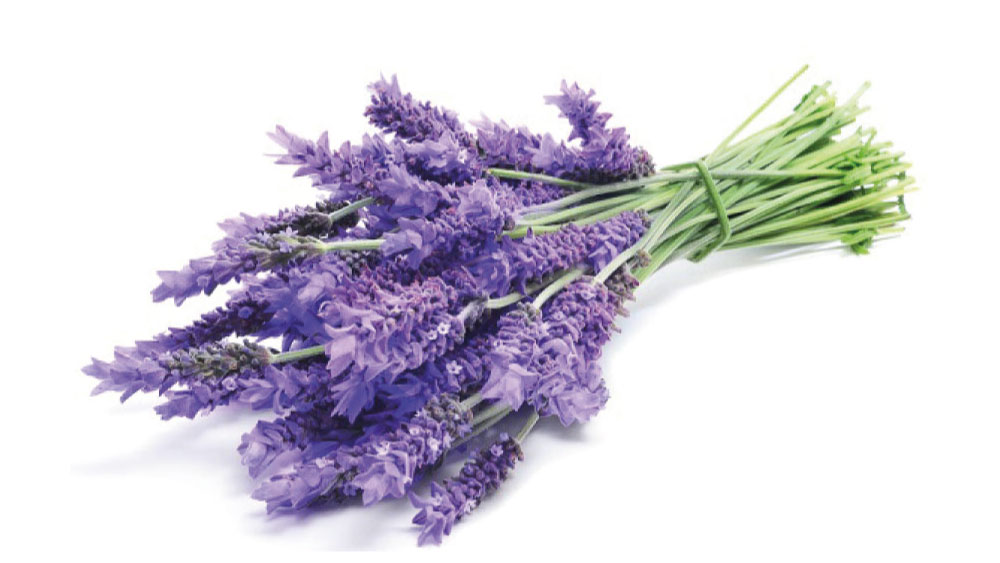 Lavanda